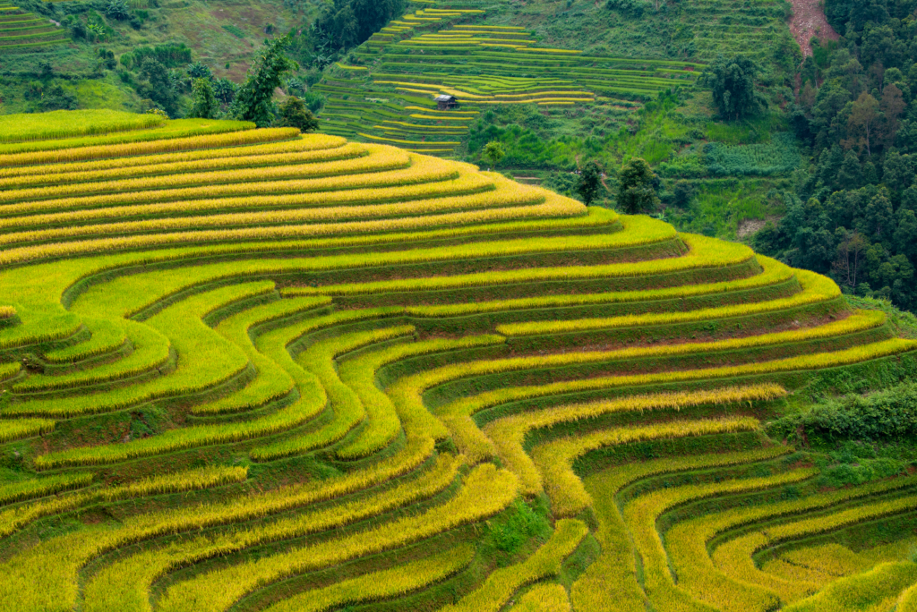 Fertilizer Shop Marketing